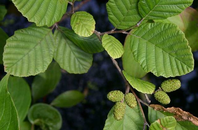 Une technologie de récupération et de stockage conçue par dame nature il y a fort longemps : la photosynthèse ! | "Alnus incana rugosa leaves" by Quadell - inmygarden.